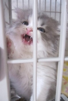「猫だらけ」
