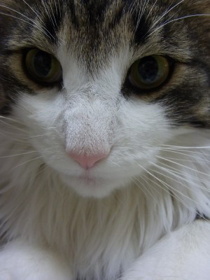 o0300040010938673065