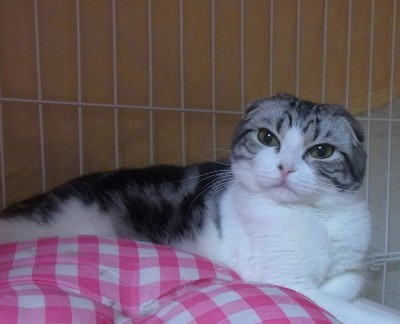 「猫だらけ」