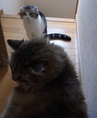 「猫だらけ」