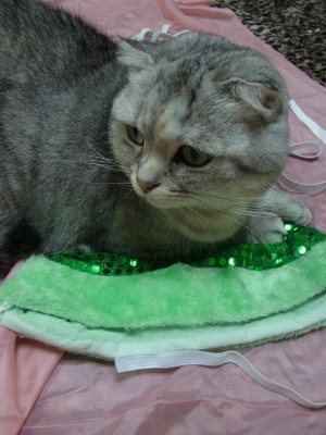 「猫だらけ」
