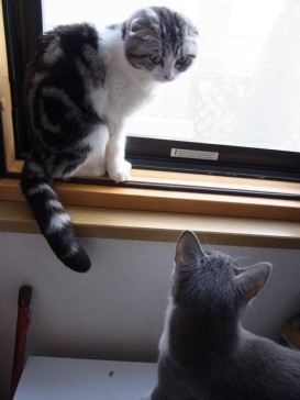 「猫だらけ」