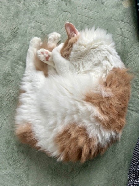 thumbnail_IMG_2911_1