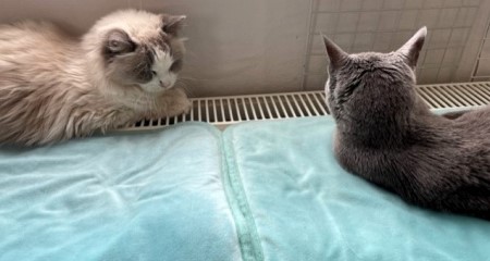 thumbnail_IMG_8932