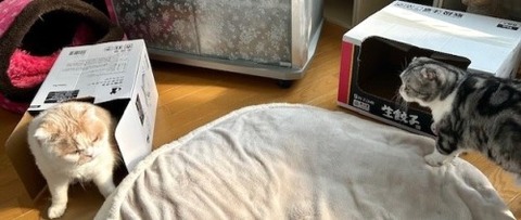 thumbnail_IMG_2445 (1)