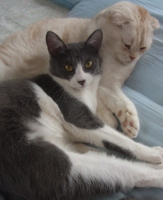 「猫だらけ」