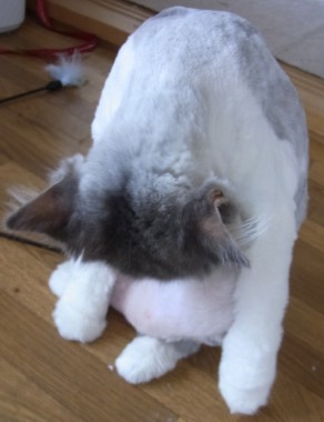 「猫だらけ」