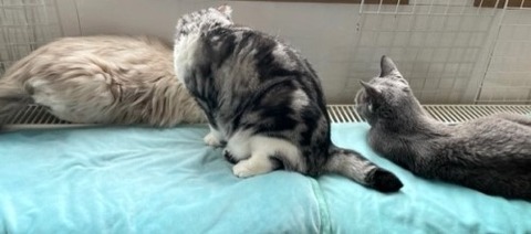 thumbnail_IMG_8930