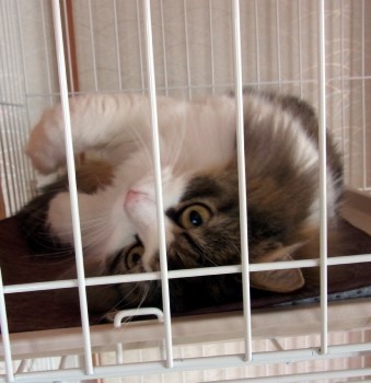 「猫だらけ」