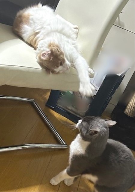 thumbnail_IMG_3775 (2)