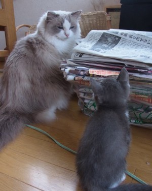 「猫だらけ」