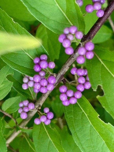 thumbnail_IMG_2388 (3)