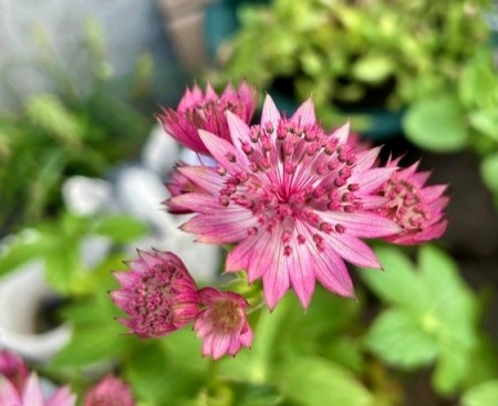 thumbnail_IMG_7037 (1)