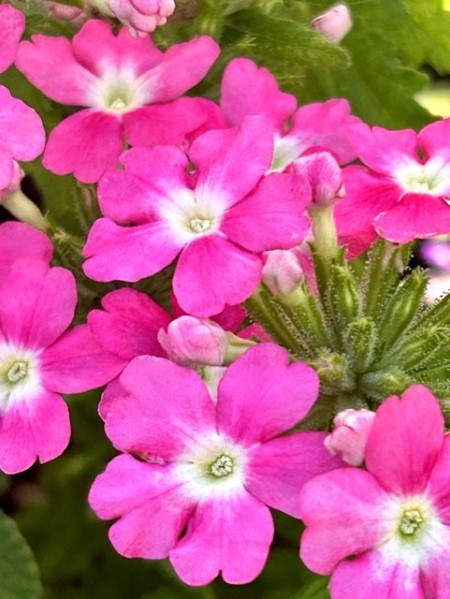 thumbnail_IMG_9076 (1)