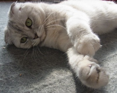 「猫だらけ」