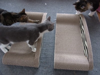 「猫だらけ」