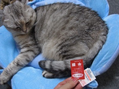 「猫だらけ」