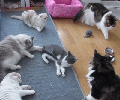 「猫だらけ」