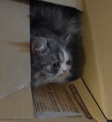 「猫だらけ」