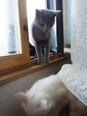 「猫だらけ」