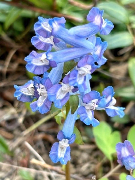 thumbnail_IMG_5002 (1)