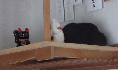 「猫だらけ」