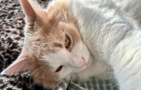 thumbnail_IMG_8627 (1)