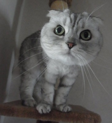 「猫だらけ」