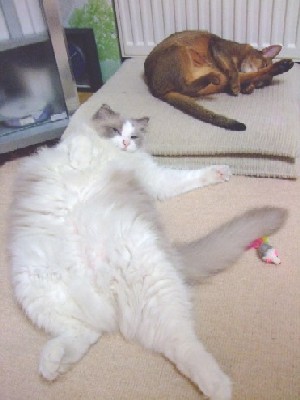「猫だらけ」