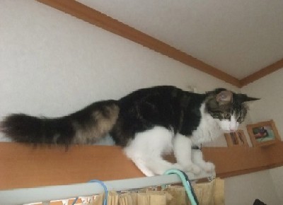 「猫だらけ」
