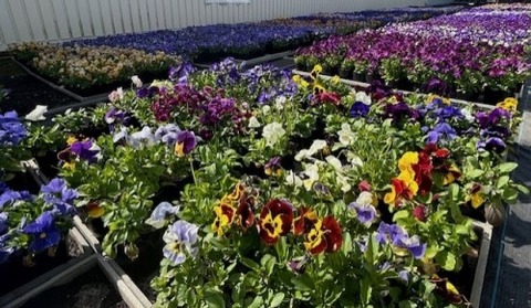 thumbnail_IMG_9253 (1)