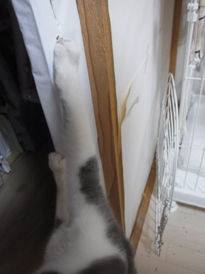 「猫だらけ」