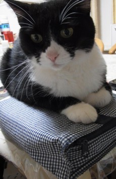 「猫だらけ」