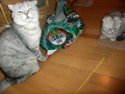 「猫だらけ」