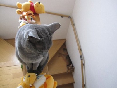 「猫だらけ」