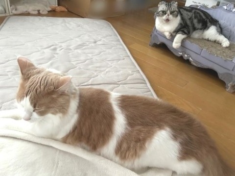 thumbnail_IMG_7087 (1)