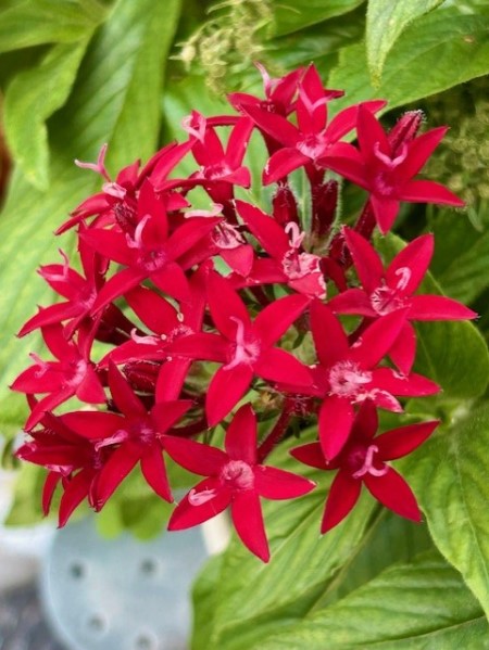 thumbnail_IMG_2929 (1)