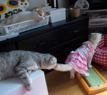 「猫だらけ」