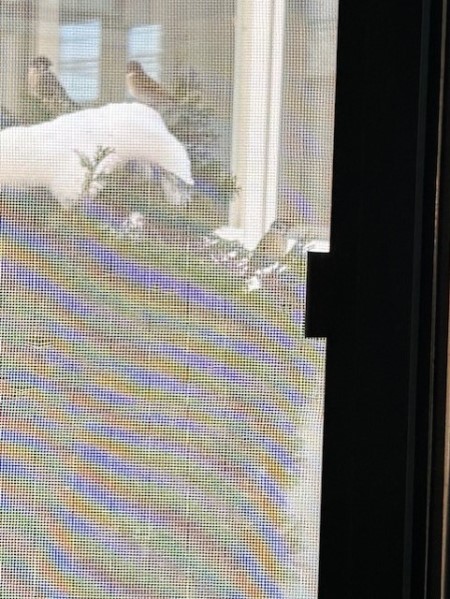 thumbnail_IMG_7267 (1)