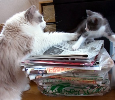 「猫だらけ」