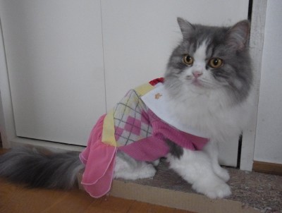 「猫だらけ」