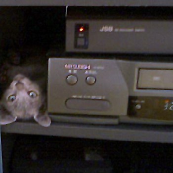 「猫だらけ」