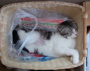 「猫だらけ」