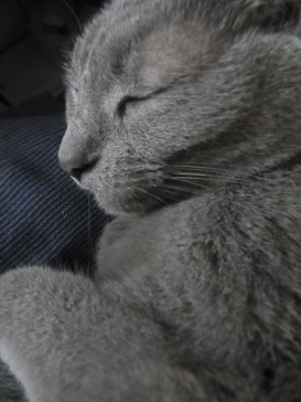 「猫だらけ」