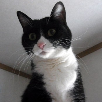「猫だらけ」