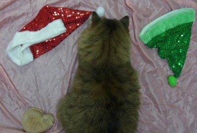 「猫だらけ」