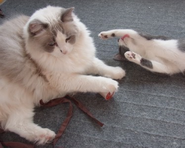 「猫だらけ」