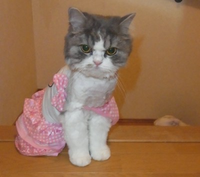 「猫だらけ」