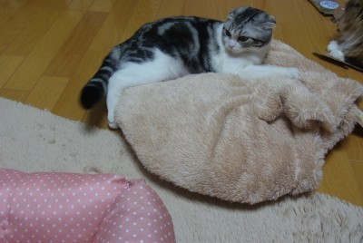「猫だらけ」