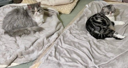 thumbnail_IMG_4305 (1)